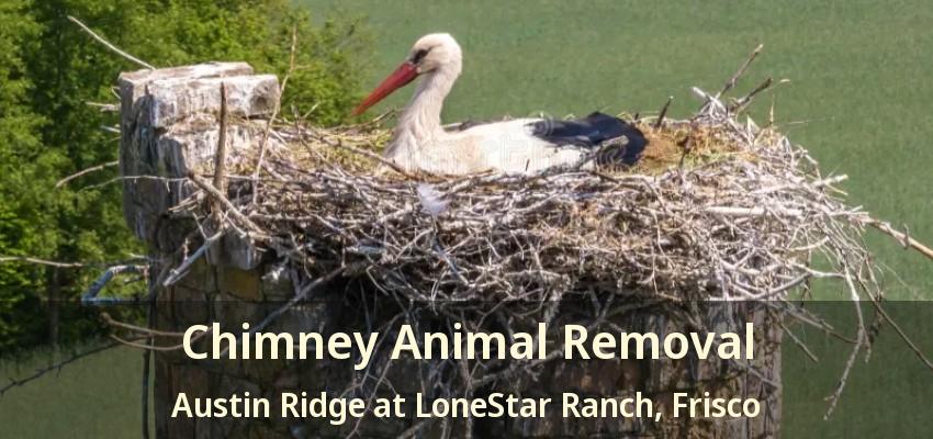 Chimney Animal Removal Austin Ridge at LoneStar Ranch, Frisco - TX