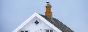 Chimney Nest Removal Waterford Falls, Frisco